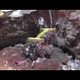 Watch The Ruined Remains Of The Final Sinkhole Corvette Emerge